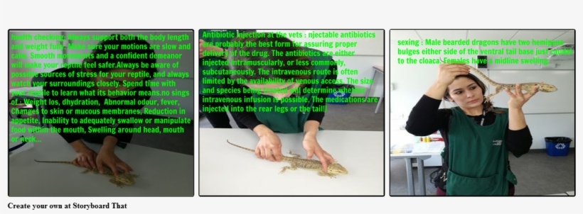 Handle And Restrain - Alligator Lizard, transparent png #9713951