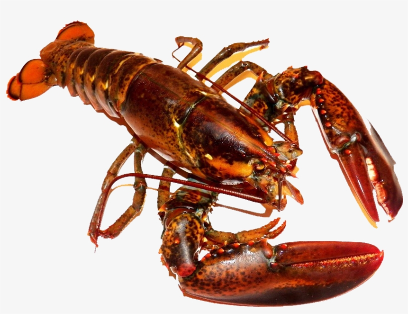 Cooked Whole Lobster - Lobsters Sea, transparent png #9714222