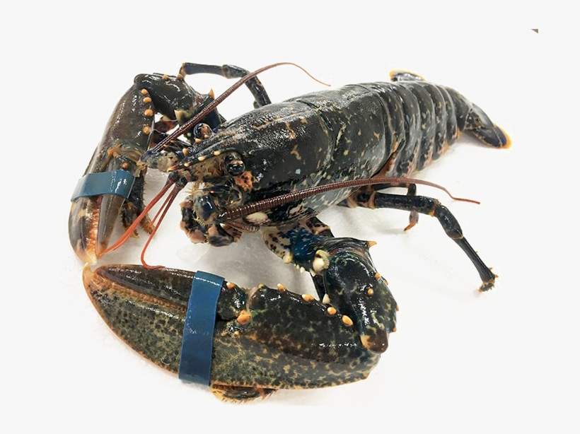 Lobster Transparent Image - Homarus Gammarus, transparent png #9714839
