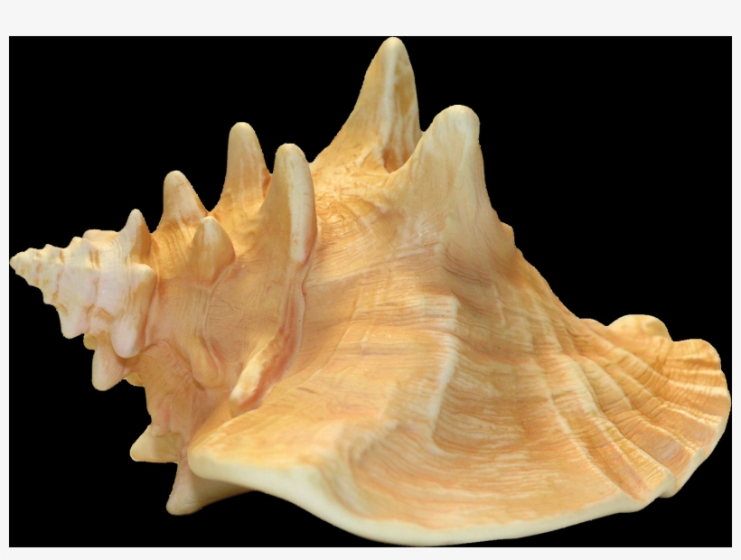Shell, Free Pngs - Conch Shell Lord Of The Flies, transparent png #9714843