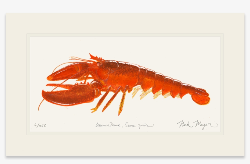 Sign Up And Get 10% Off - American Lobster, transparent png #9715060