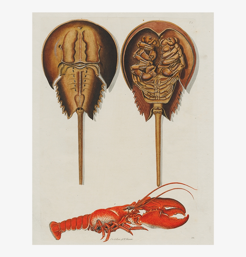 American Lobster, transparent png #9715148