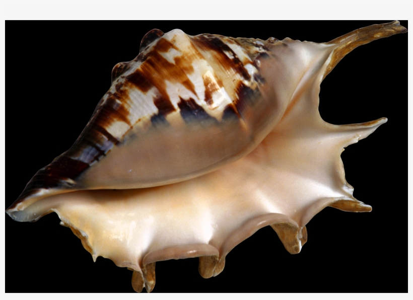 Shell, Free Pngs - Beach Clipart, transparent png #9715283