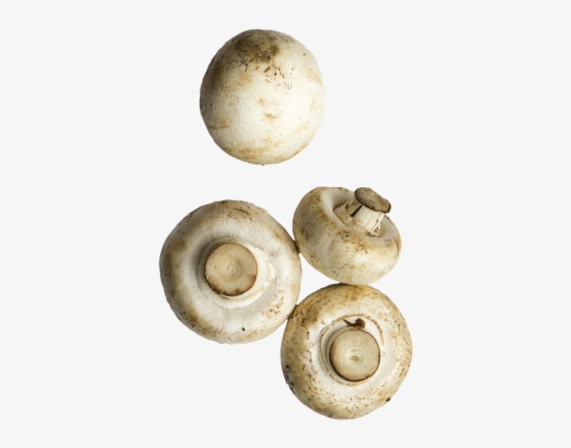 Mushrooms - Agaricaceae, transparent png #9715480