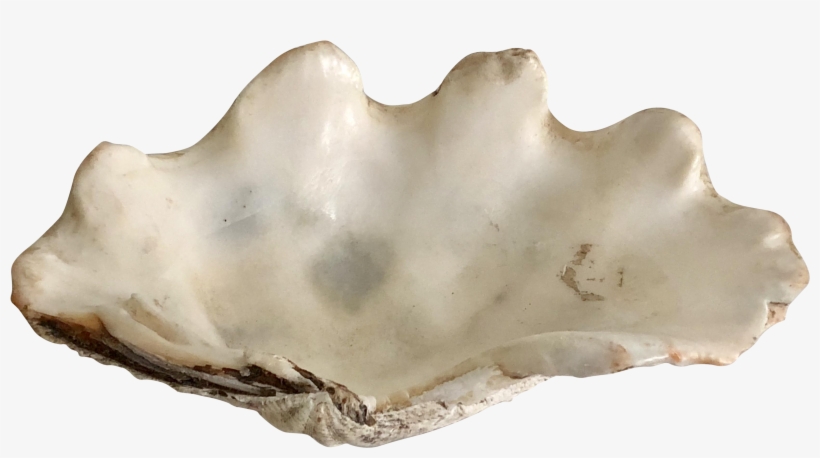 3688 X 1882 0 - Giant Clam, transparent png #9715481