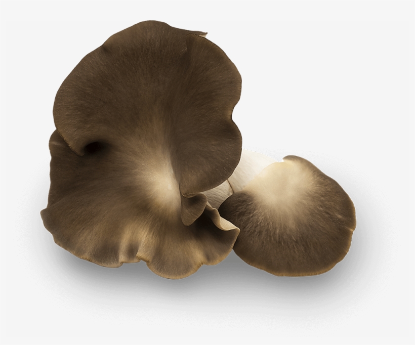 Their Texture Maintains A Delicate, Melting Quality - Pleurotus Eryngii, transparent png #9715560