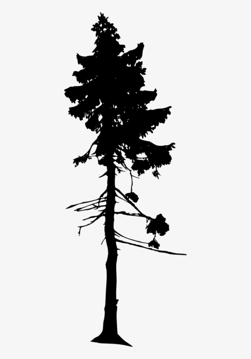 Pine Tree Silhouette - Silhouette, transparent png #9715675
