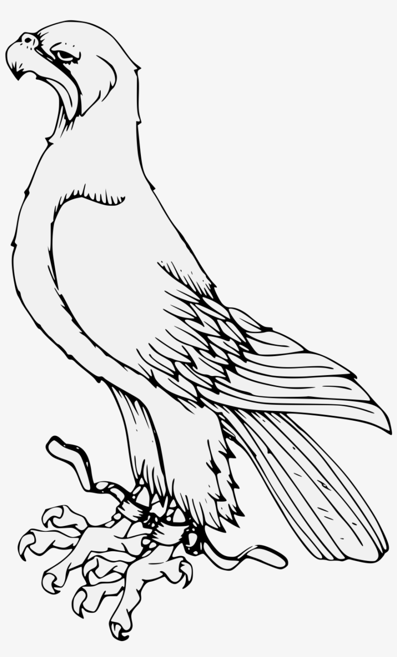 Details, Png, Svg - Osprey, transparent png #9719893