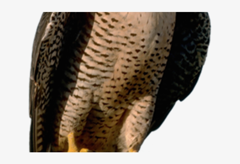 American Peregrine Falcon, transparent png #9719934
