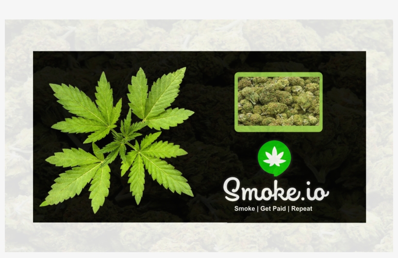 T13 - Maple Leaf, transparent png #9721866