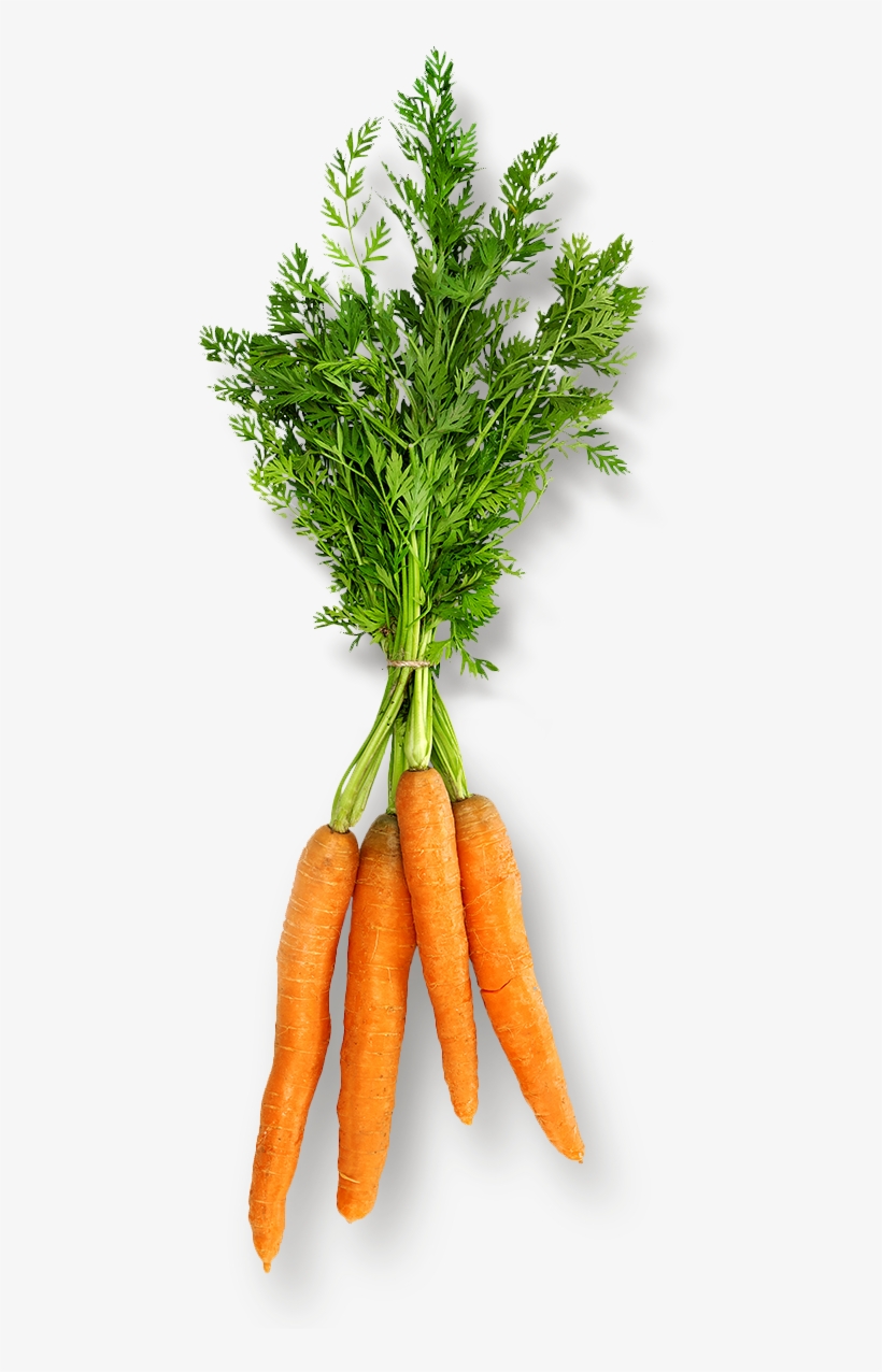 Info@beechersfoundation - Org - Carrot, transparent png #9722616