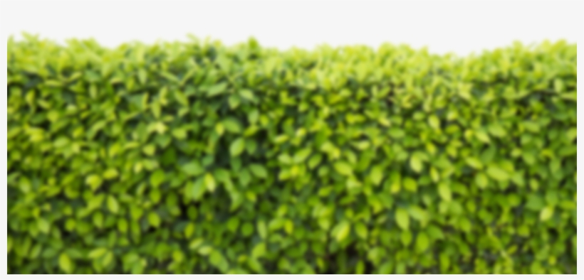 Back-bg - Hedge, transparent png #9723672