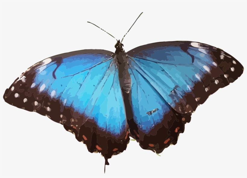 Butterfly Menelaus Blue Morpho Insect Rhetenor Blue - Blue Morpho Butterfly Png, transparent png #9725330