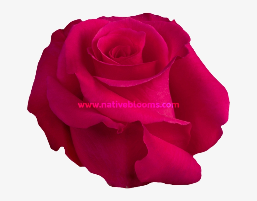 Hot Lady Roses - Floribunda, transparent png #9726207