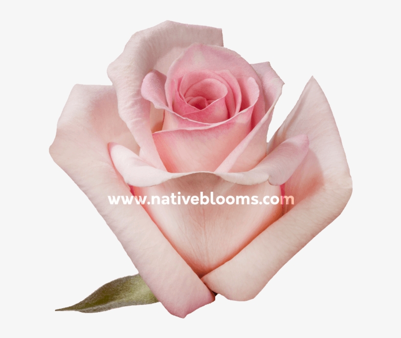 Sophie Roses - Garden Roses, transparent png #9726286
