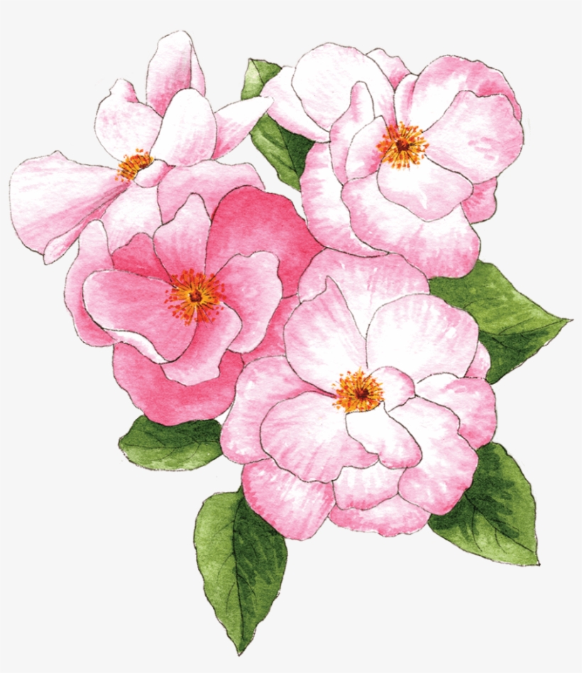 Pink Roses - Primula, transparent png #9726326