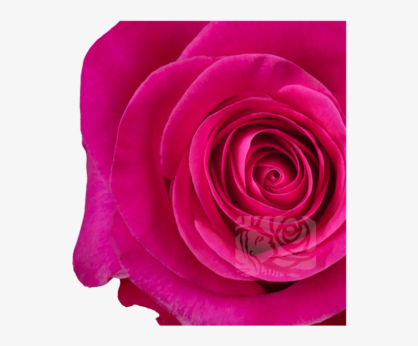 Hot Pink Roses - Floribunda, transparent png #9726393