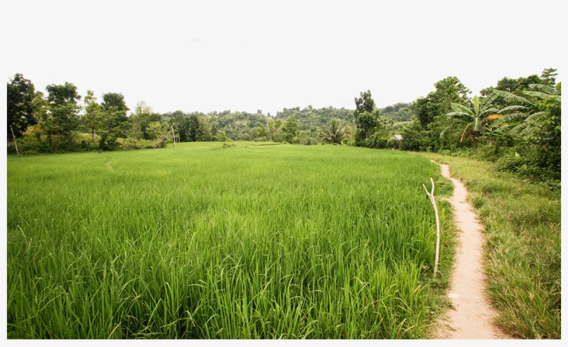 Paddy Field, transparent png #9728548