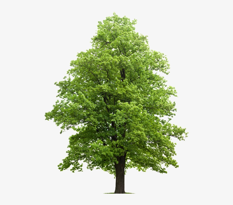 Hard Maple Feuille Hard Maple - Septic Drain Field Trees, transparent png #9728674