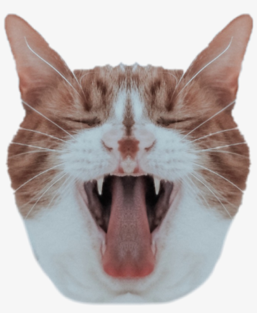 #cat #head #mirroreffect - Cat, transparent png #9728947