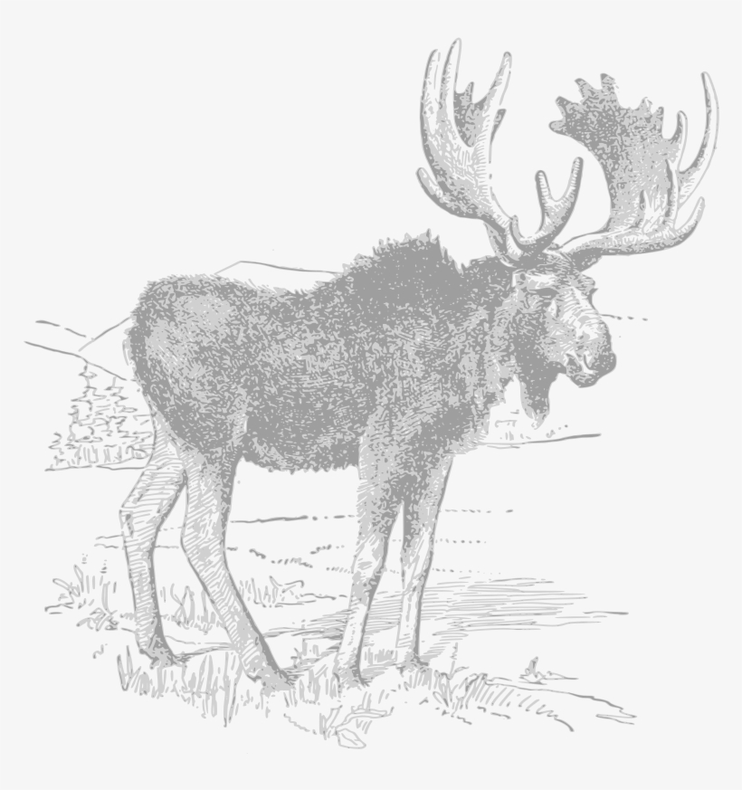 Moose - Sketch, transparent png #9730510