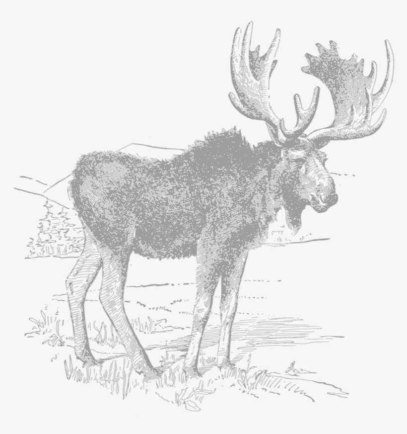 Moose - Sketch, transparent png #9730510
