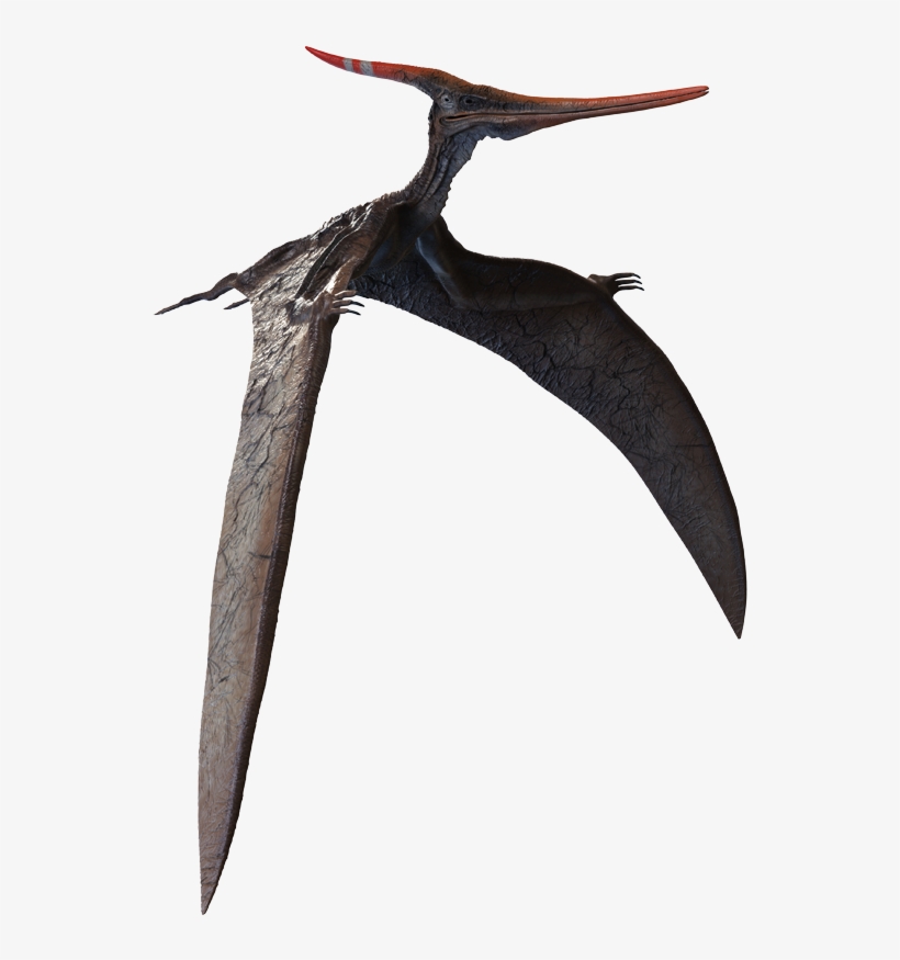 Loon, transparent png #9731633