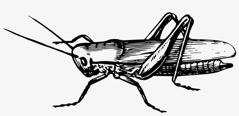 Vector Graphics,free Pictures, Free - Grass Hopper Clip Art Black And White, transparent png #9734511