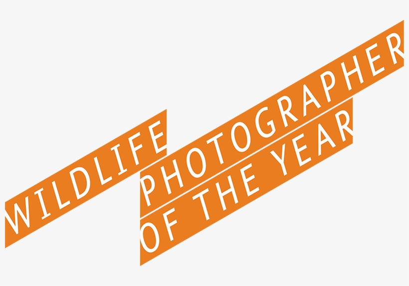 Rom Wildlife Photographer Of The Year Contest For Legal - Wildlife Photographer Of The Year, transparent png #9735045