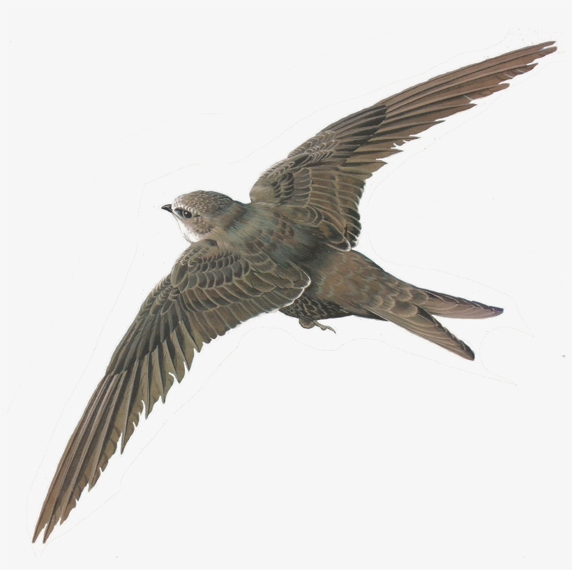 Png Library Stock Free Images Of Birds Illustrations - Oiseau Détouré, transparent png #9735526