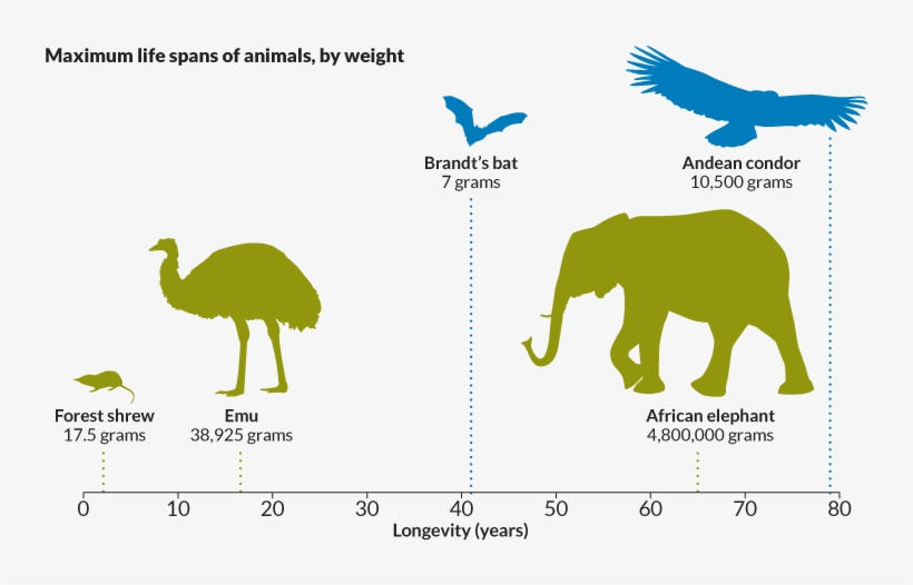 Give - Plantas O Animales En Los Cuales El Fenotipo Se Vea, transparent png #9735834