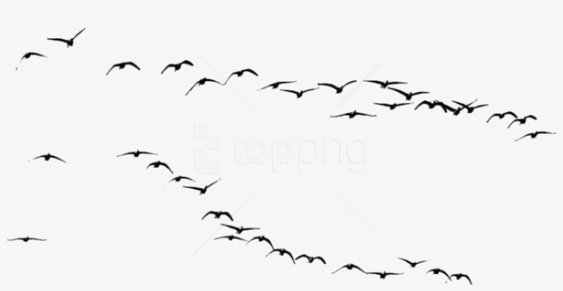 Free Png Download Bird Png Images Background Png Images - Uccelli Png, transparent png #9738677