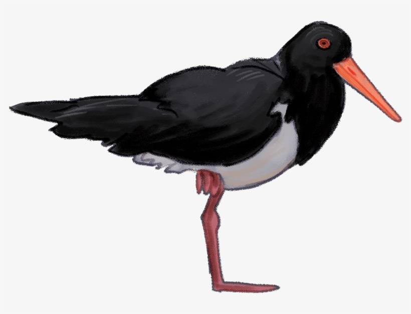 Pied-oystercatcher - Pied Oystercatcher Png, transparent png #9738768