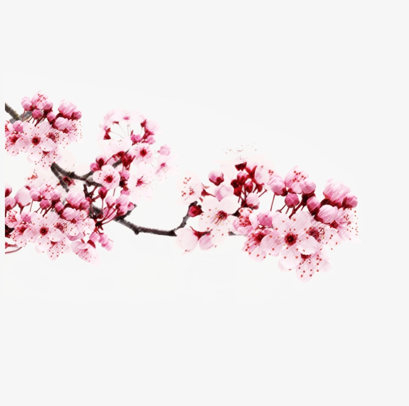 Transparent Japanese Cherry Blossom Tree - Transparent Japanese Cherry Blossom Png, transparent png #9739233