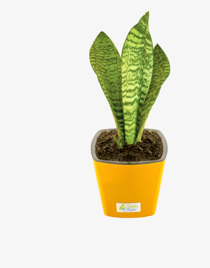 694 X 1023 2 - Flowerpot, transparent png #9739531