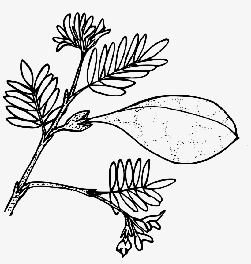 This Free Icons Png Design Of Ballon Pod Milkvetch, transparent png #9739612