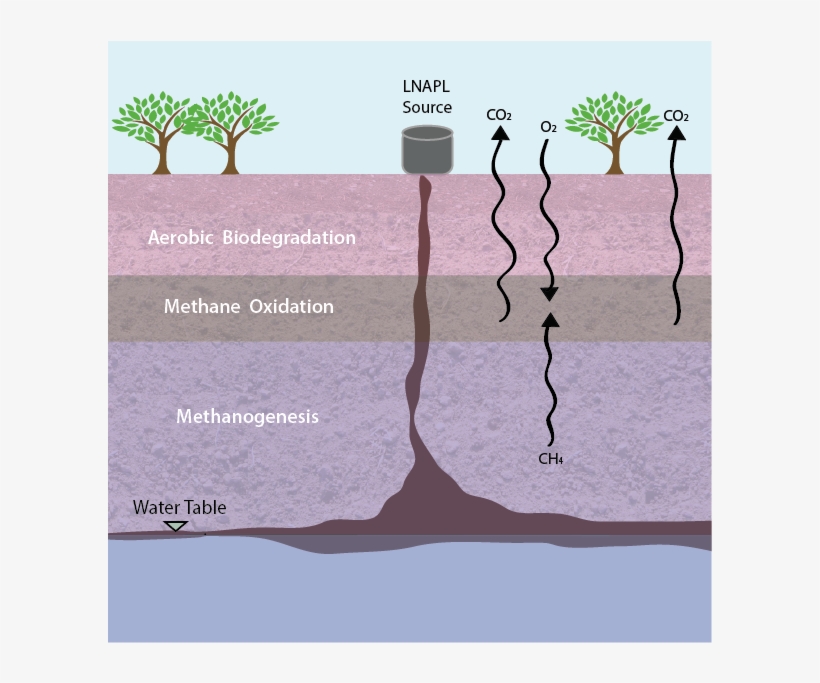 Webimages2-16 - Tree, transparent png #9741012