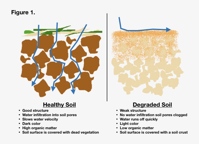 Have Community Consciousness Making Both Our Plant - Pattern, transparent png #9741418