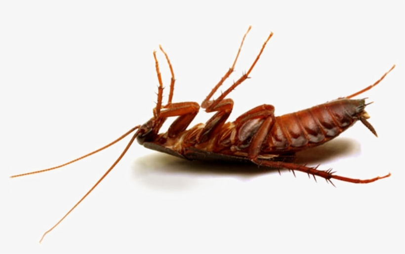 Cockroach Png Hd Photo - Best Pesticide For Cockroaches In Kenya, transparent png #9741904