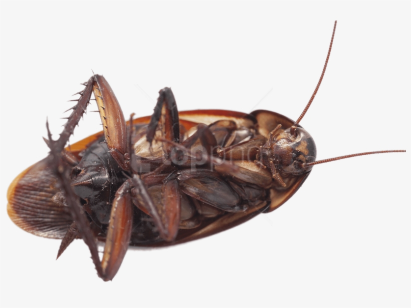 Free Png Download Large Cockroach On Its Back Png Images - Cockroach, transparent png #9742042