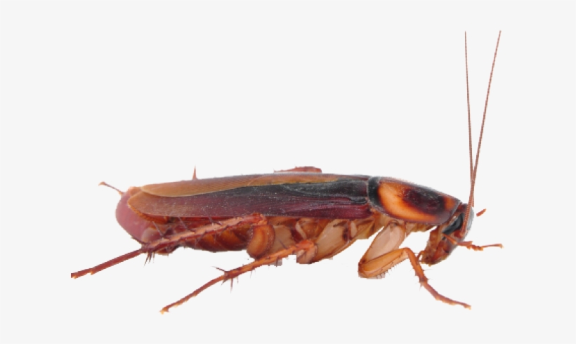 Cockroach Clipart Transparent - Cockroach Png Transparent Background, transparent png #9742259