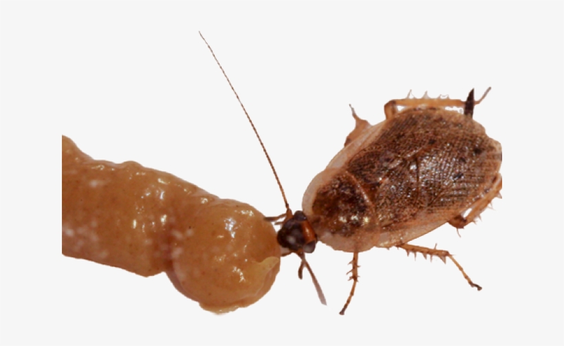 Membrane-winged Insect, transparent png #9742339