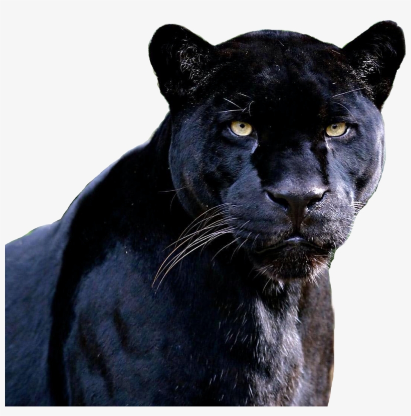 #blackpanther #panther #panthers #freetoedit - Black Jaguar Animal, transparent png #9742748