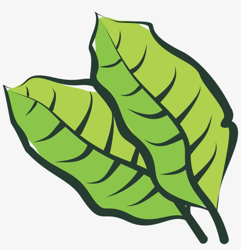 Hoja De Tabaco Png Vector, transparent png #9743413