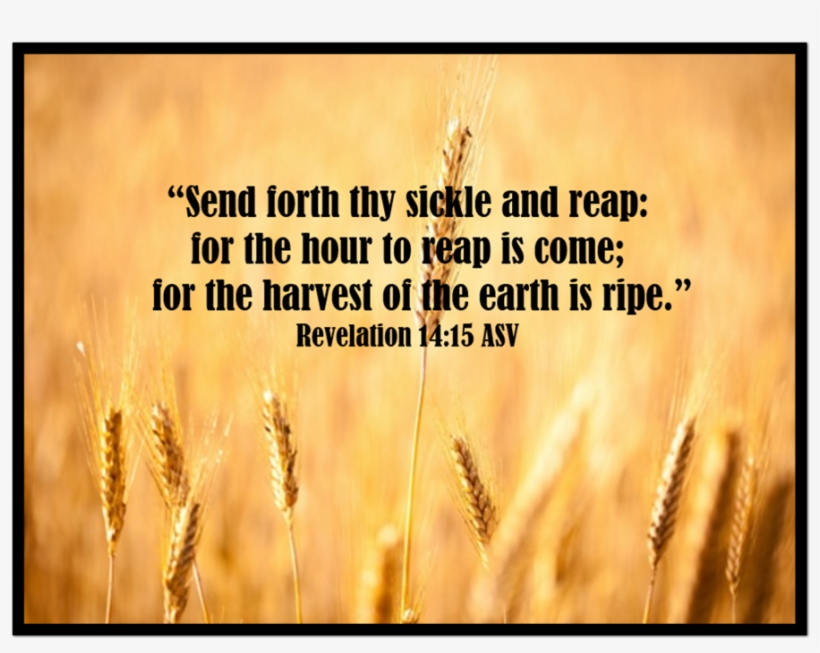 2019 Itinerary - Einkorn Wheat, transparent png #9743544