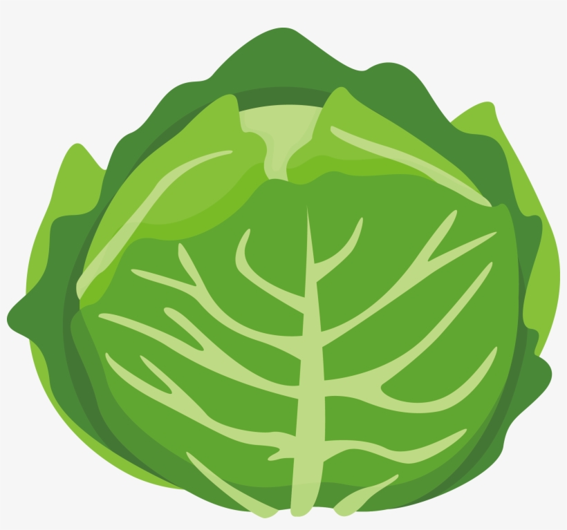 Chinese Cabbage Vegetable Cartoon - Cartoon Cabbage, transparent png #9744755