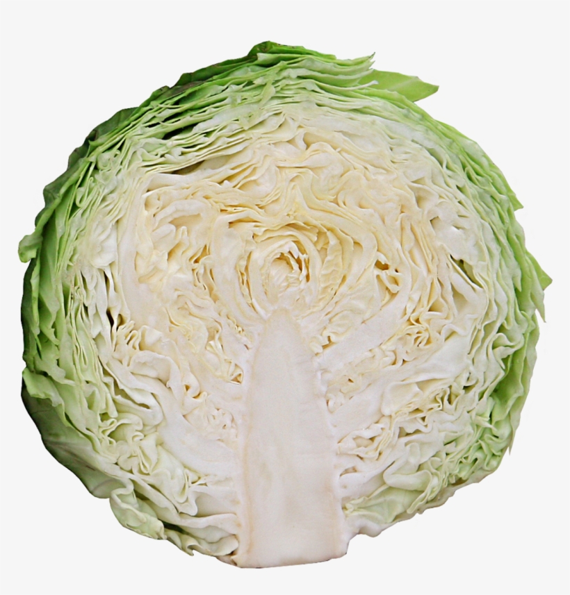 Small Size Cabbage With Early Maturity Characteristic - Savoy Cabbage, transparent png #9745010