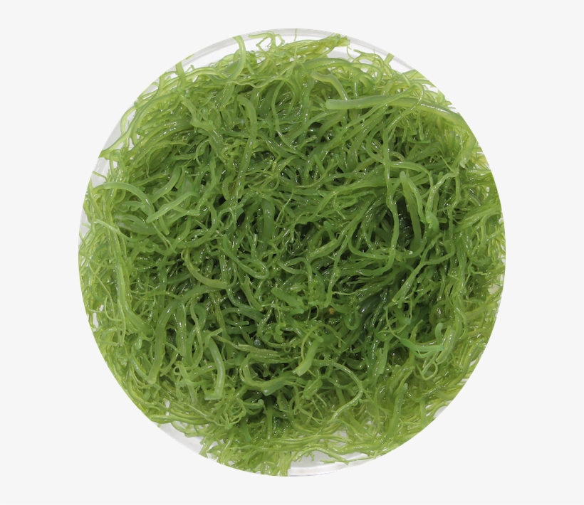 Artificial Turf, transparent png #9745663