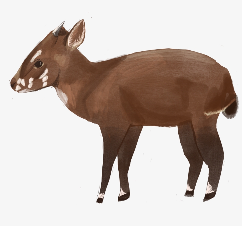 Thanks For Watching - Roe Deer, transparent png #9746637
