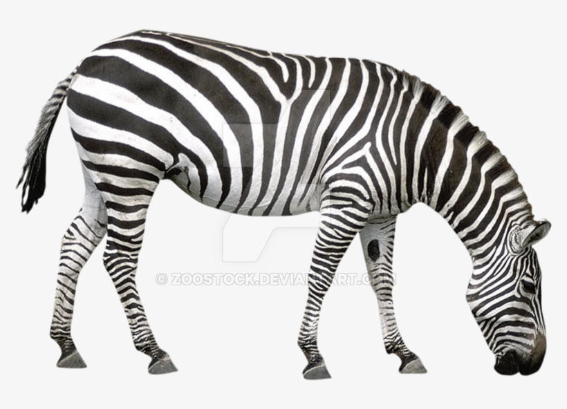 1024 X 745 4 - Comprehension About Animals, transparent png #9747424